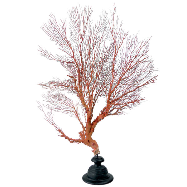 Grande gorgone rouge double Gorgonian sur pied en bois tourné noir (face)