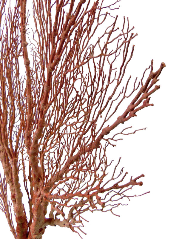 Grande gorgone rouge double Gorgonian sur pied en bois tourné noir (détail)