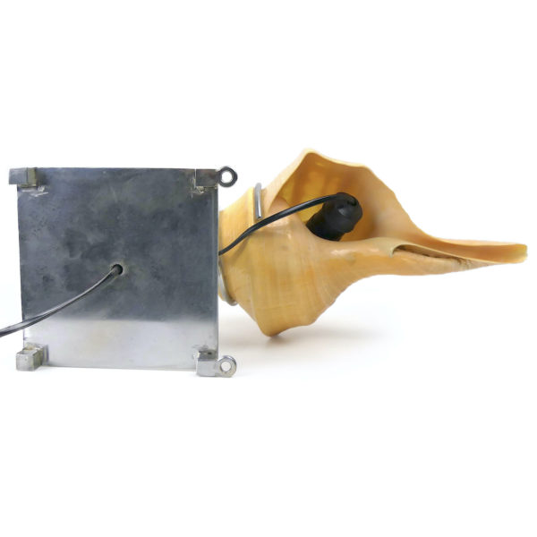 Deux appliques coquillages Syrinx aruanus montés en lampes murales Indonésie (dessous)