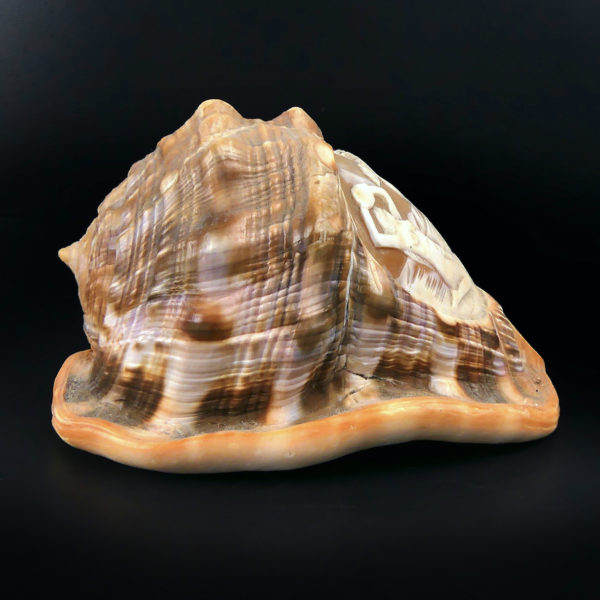 Coquillage ciselé Cassis Rufa Début XXe Glyptique Camée Italie (profil)