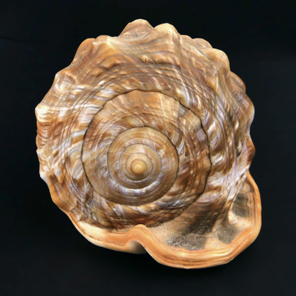Coquillage ciselé Cassis Rufa Début XXe Glyptique Camée Italie (dos)