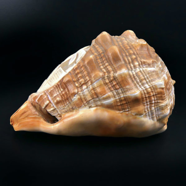Coquillage ciselé Cassis Rufa Début XXe Glyptique Camée Italie (profil)