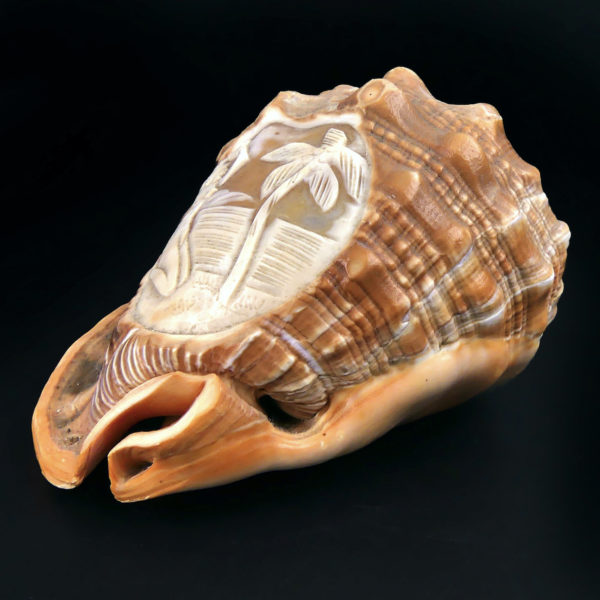 Coquillage ciselé Cassis Rufa Début XXe Glyptique Camée Italie (3/4)