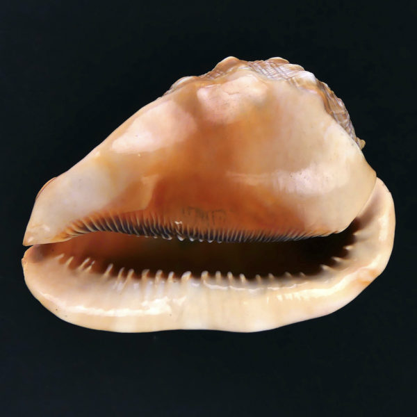 Coquillage ciselé Cassis Rufa Début XXe Glyptique Camée Italie (dessous)
