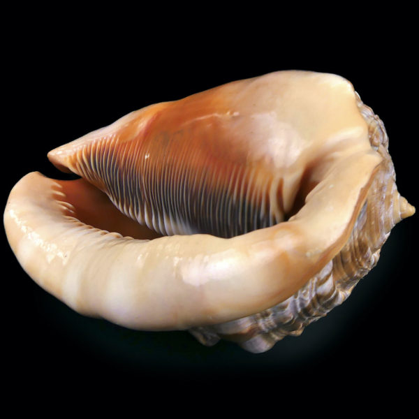 Coquillage ciselé Cassis Rufa Début XXe Glyptique Camée Italie (dessous 3/4)
