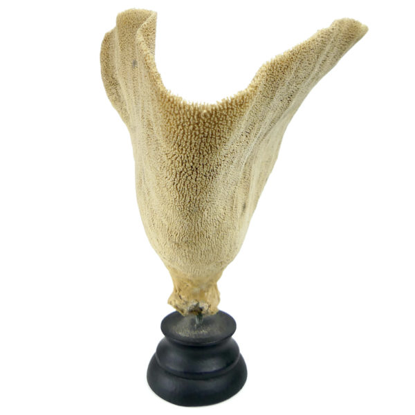 Éponge vase sur pied en bois tourné noir Niphates digitalis Curiosité de la mer (profil)