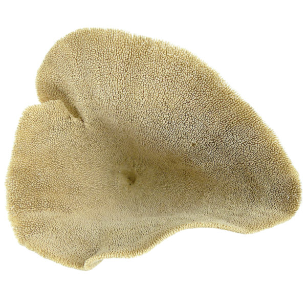 Éponge vase sur pied en bois tourné noir Niphates digitalis Curiosité de la mer (dessus)