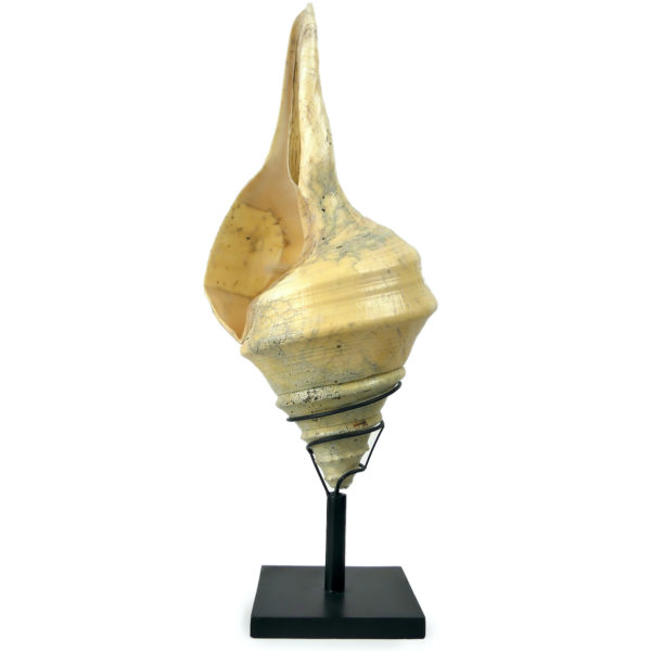Grand coquillage Syrinx aruanus vissé sur socle à spirale métallique noir Indonésie (face)