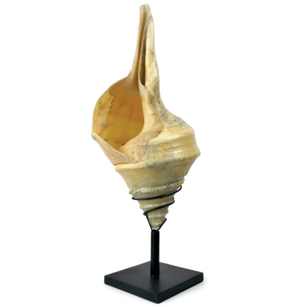 Grand coquillage Syrinx aruanus vissé sur socle à spirale métallique noir Indonésie (3/4)