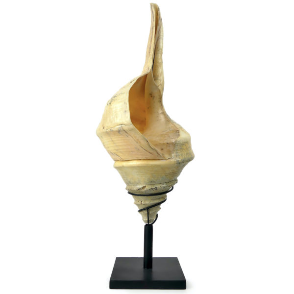 Grand coquillage Syrinx aruanus vissé sur socle à spirale métallique noir Indonésie (3/4)