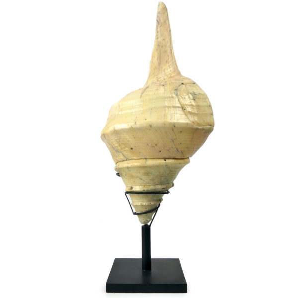 Grand coquillage Syrinx aruanus vissé sur socle à spirale métallique noir Indonésie (dos)