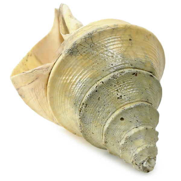 Grand coquillage Syrinx aruanus vissé sur socle à spirale métallique noir Indonésie (dessous 3/4)
