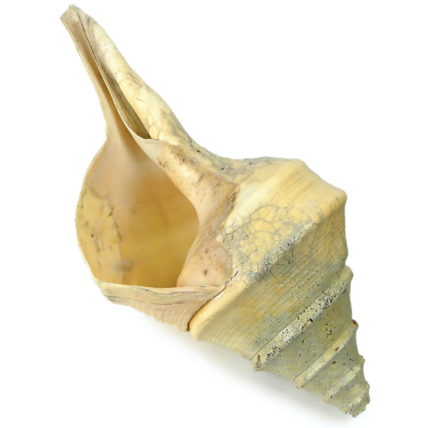 Grand coquillage Syrinx aruanus vissé sur socle à spirale métallique noir Indonésie (face 3/4)