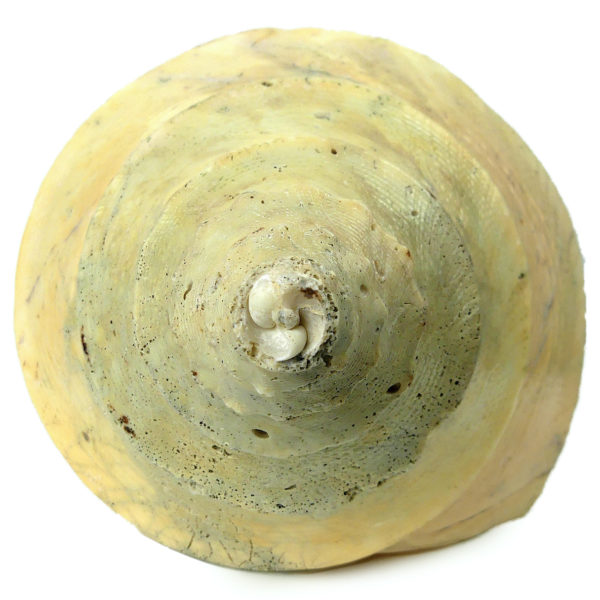 Grand coquillage Syrinx aruanus vissé sur socle à spirale métallique noir Indonésie (dessous)
