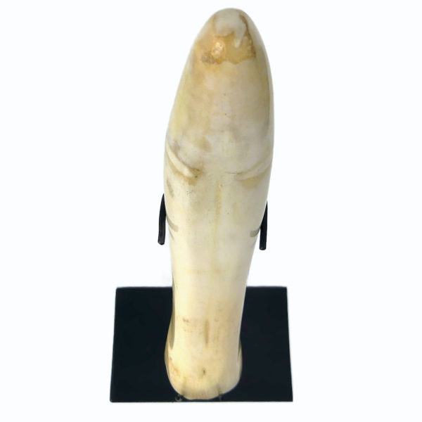 Godemichet ancien en os sur socle noir Consolateur Curiosia Erotica (dessus)