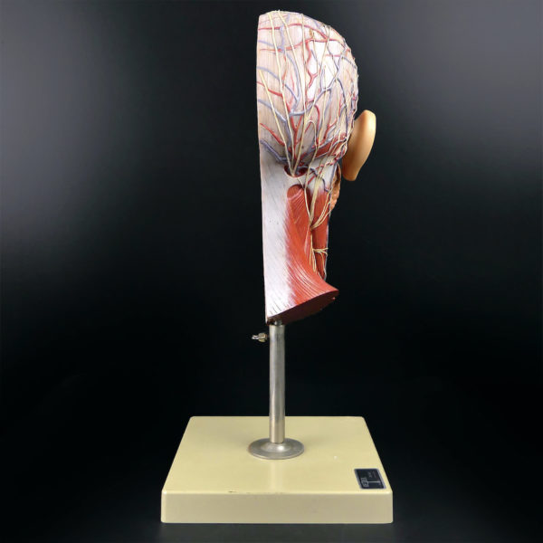 Ecorché demi-tête SOMSO didactique sur pied Modèle anatomique allemand 50 (dos)