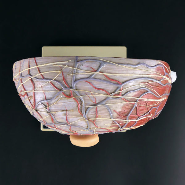 Ecorché demi-tête SOMSO didactique sur pied Modèle anatomique allemand 50 (dessus)