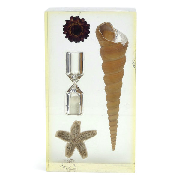 Inclusion Bord de mer sablier coquillage étoile de mer petite fleur séchée années 60 (face)
