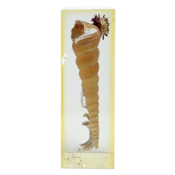 Inclusion Bord de mer sablier coquillage étoile de mer petite fleur séchée années 60 (profil)