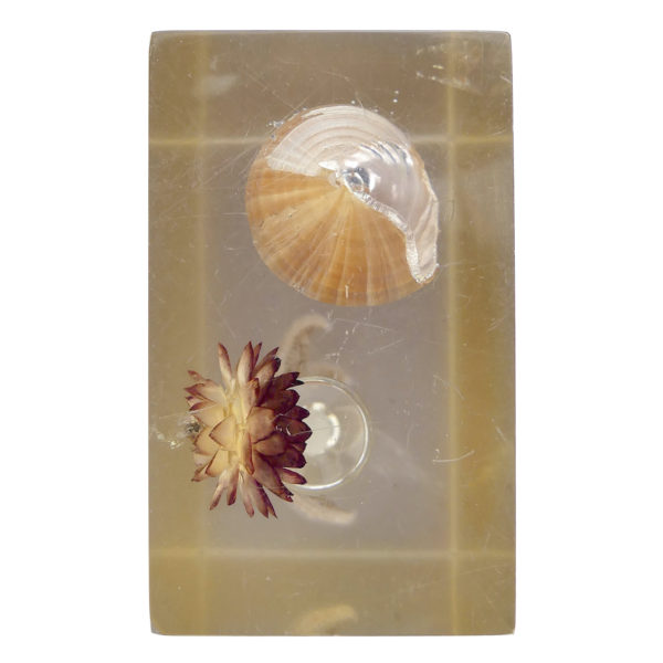 Inclusion Bord de mer sablier coquillage étoile de mer petite fleur séchée années 60 (dessus)