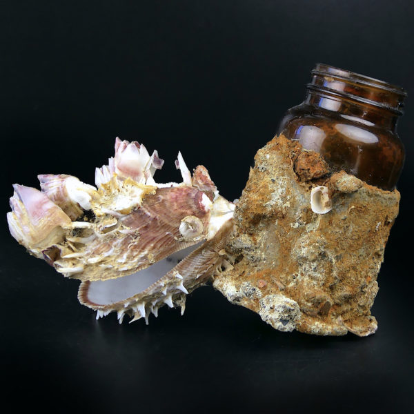 Flacon de pharmacie balanes et spondylus provenant du fond de la mer (profil)