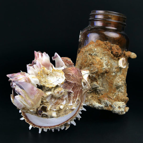 Flacon de pharmacie balanes et spondylus provenant du fond de la mer (3/4)