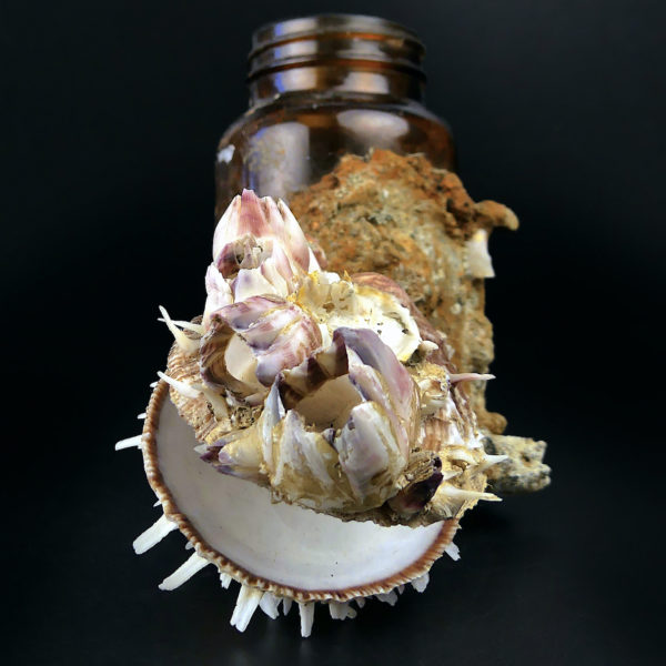 Flacon de pharmacie balanes et spondylus provenant du fond de la mer (face)