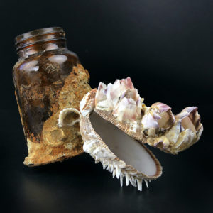 Flacon de pharmacie balanes et spondylus provenant du fond de la mer (3/4)