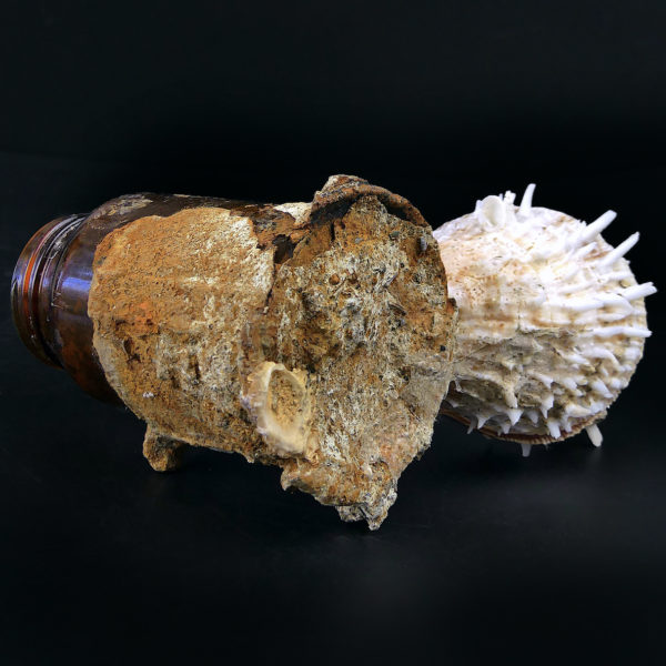 Flacon de pharmacie balanes et spondylus provenant du fond de la mer (dessous 3/4)