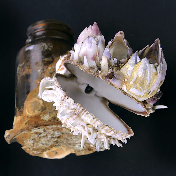 Flacon de pharmacie balanes et spondylus provenant du fond de la mer (dessous 3/4)