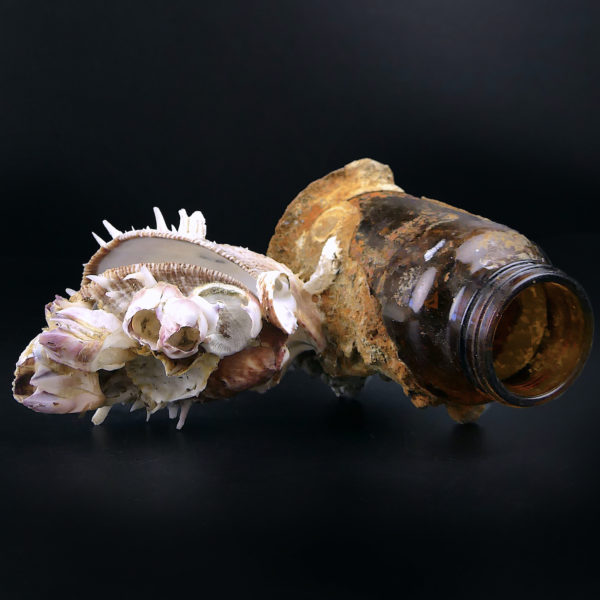 Flacon de pharmacie balanes et spondylus provenant du fond de la mer (dessus)