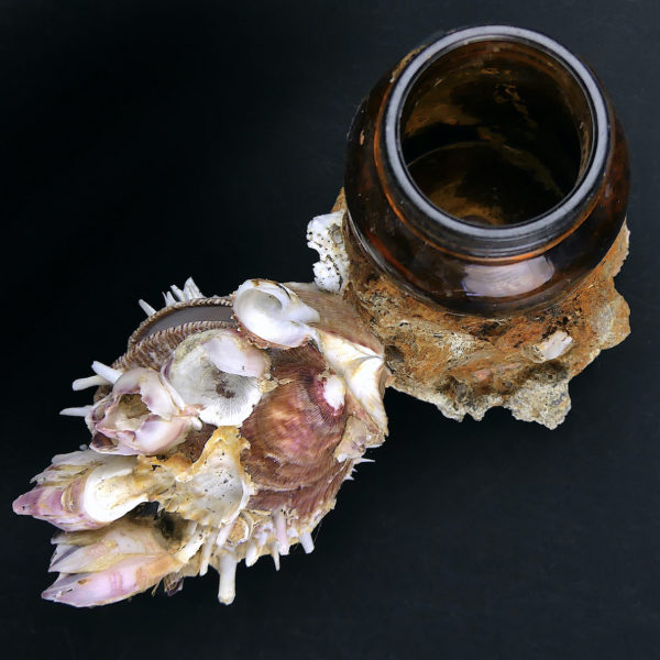 Flacon de pharmacie balanes et spondylus provenant du fond de la mer (dessus)