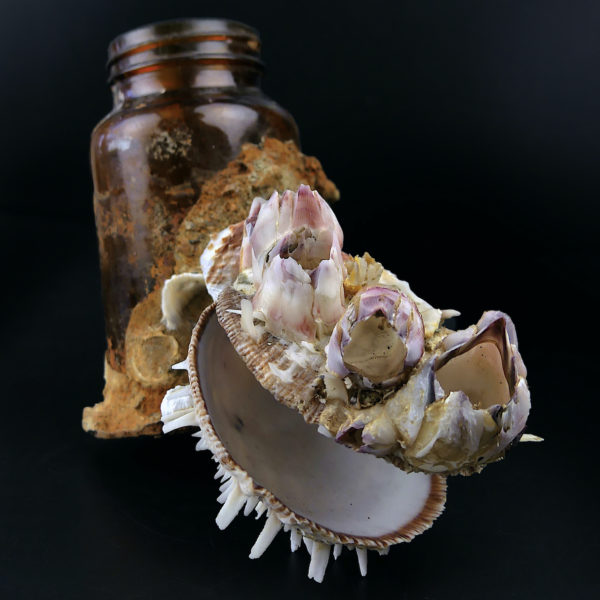 Flacon de pharmacie balanes et spondylus provenant du fond de la mer (3/4)