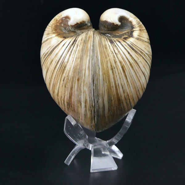 Isocarde Cœur de boeuf Isocadia cor Glossus humanus Coquillage de collection (face)