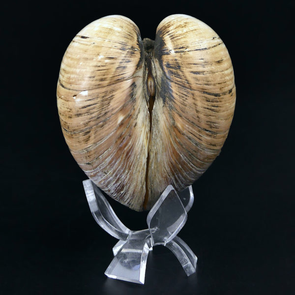 Isocarde Cœur de boeuf Isocadia cor Glossus humanus Coquillage de collection (dos)