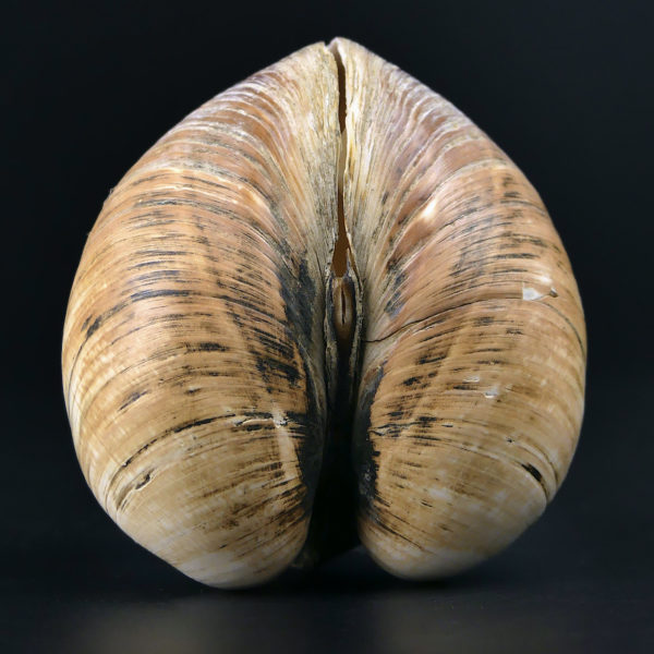 Isocarde Cœur de boeuf Isocadia cor Glossus humanus Coquillage de collection (dos)