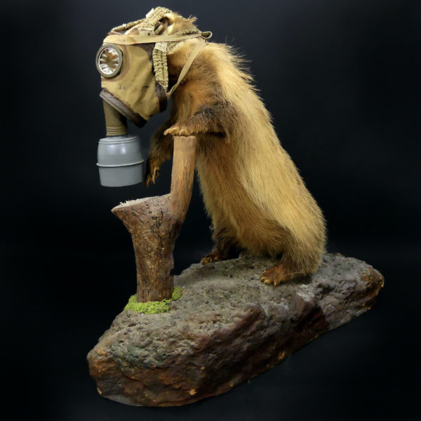 Blaireau naturalisé Meles meles au masque à gaz WW2 Taxidermie (3/4)