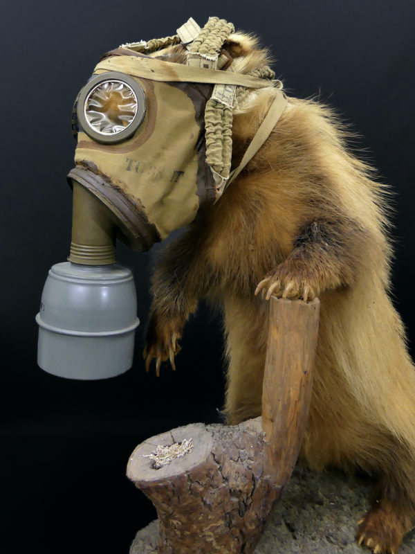 Blaireau naturalisé Meles meles au masque à gaz WW2 Taxidermie (détail)