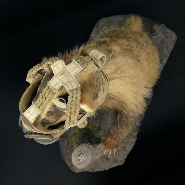 Blaireau naturalisé Meles meles au masque à gaz WW2 Taxidermie (dessus)