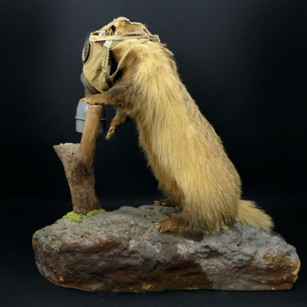 Blaireau naturalisé Meles meles au masque à gaz WW2 Taxidermie (profil)