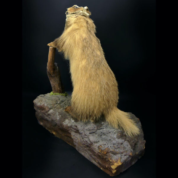 Blaireau naturalisé Meles meles au masque à gaz WW2 Taxidermie (3/4)