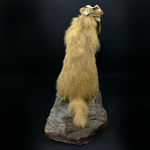 Blaireau naturalisé Meles meles au masque à gaz WW2 Taxidermie (dos)