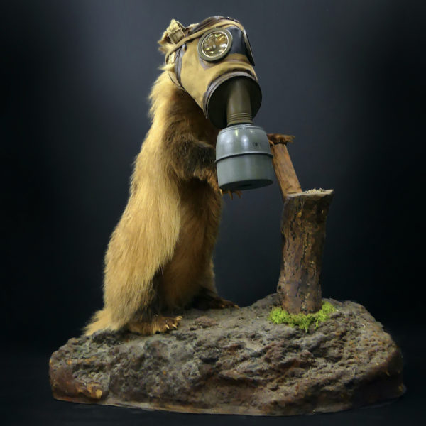 Blaireau naturalisé Meles meles au masque à gaz WW2 Taxidermie (3/4)