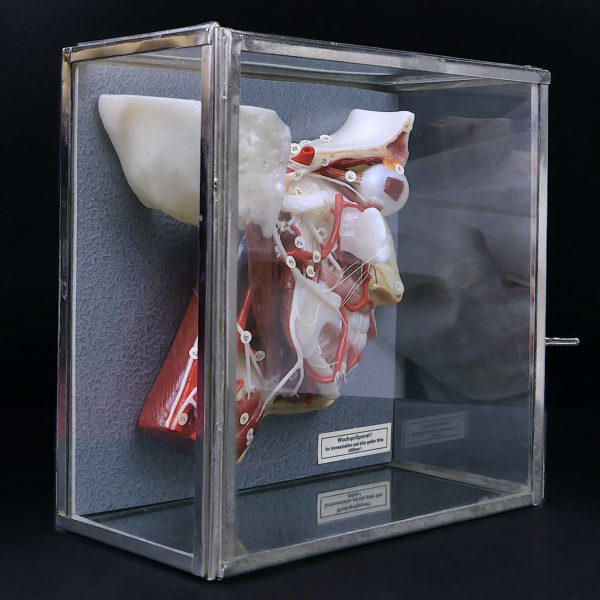 Ecorché en cire SOMSO rare demi-tête humaine dans sa vitrine de verre Allemagne (3/4)