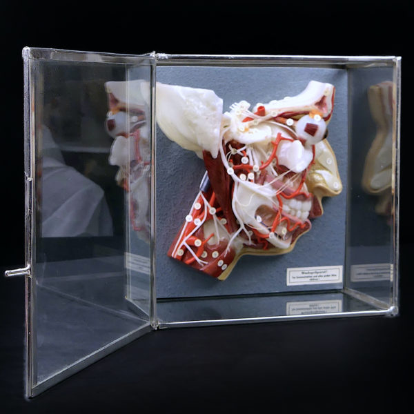 Ecorché en cire SOMSO rare demi-tête humaine dans sa vitrine de verre Allemagne (ouvert)