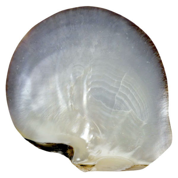 Grande coquille d’huître perlière polie et ciselée Souvenir de Polynésie (dos)