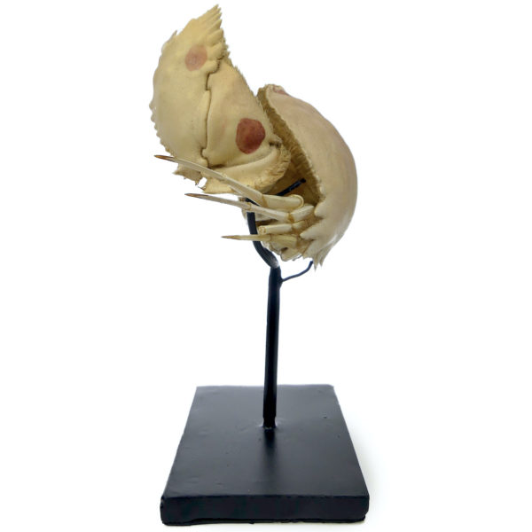 Crabe Honteux Calappa granulata naturalisé sur socle Crabe boxeur (profil)