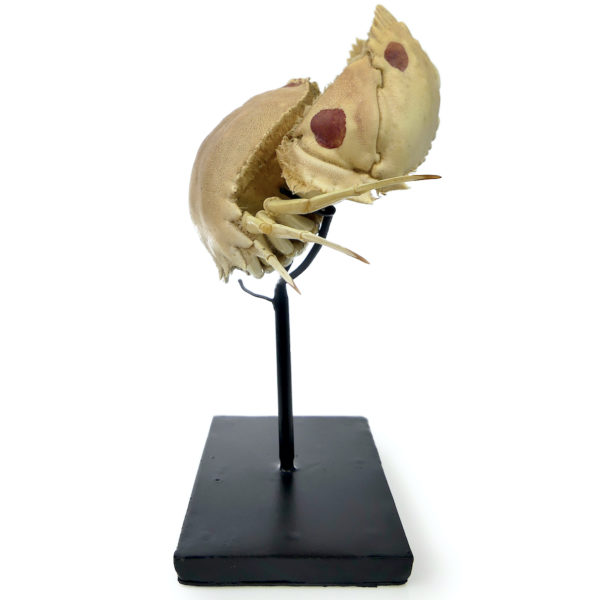 Crabe Honteux Calappa granulata naturalisé sur socle Crabe boxeur (profil)