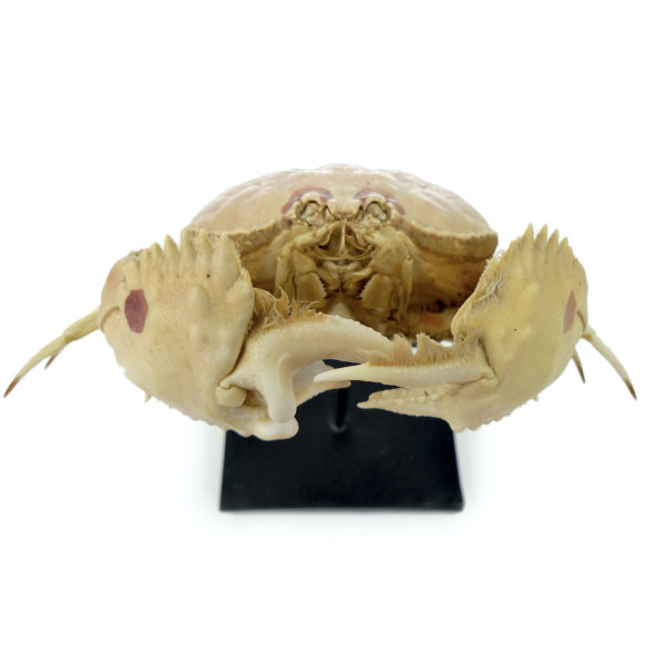 Crabe Honteux Calappa granulata naturalisé sur socle Crabe boxeur (dessus)