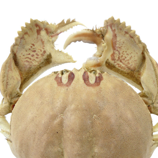 Crabe Honteux Calappa granulata naturalisé sur socle Crabe boxeur (détail)